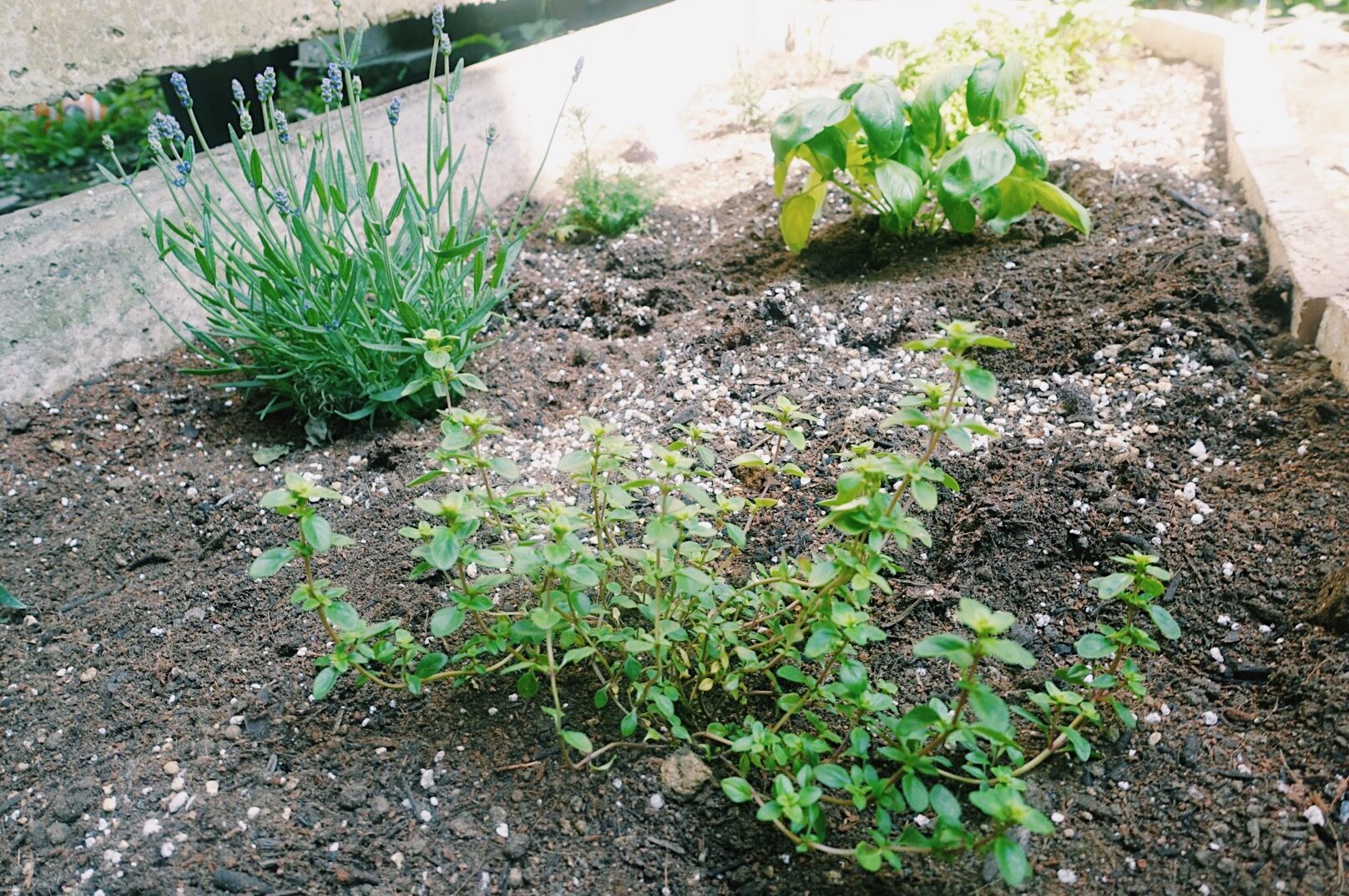ハーブ 植物 土壌